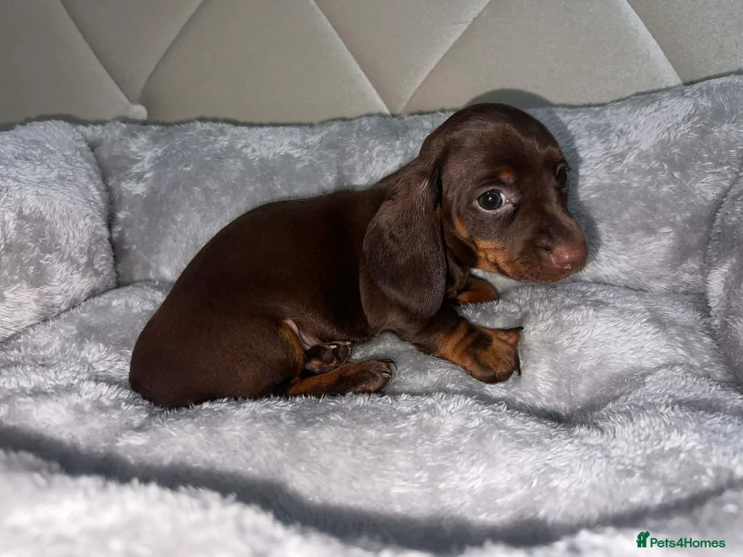 Miniature Dachshund dogs for sale: Miniature Daschund puppy girl in Manchester - Advert 2