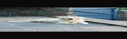 Golden Retriever dogs for sale: Kc Cream Golden retriever puppies, list open  - Advert 5