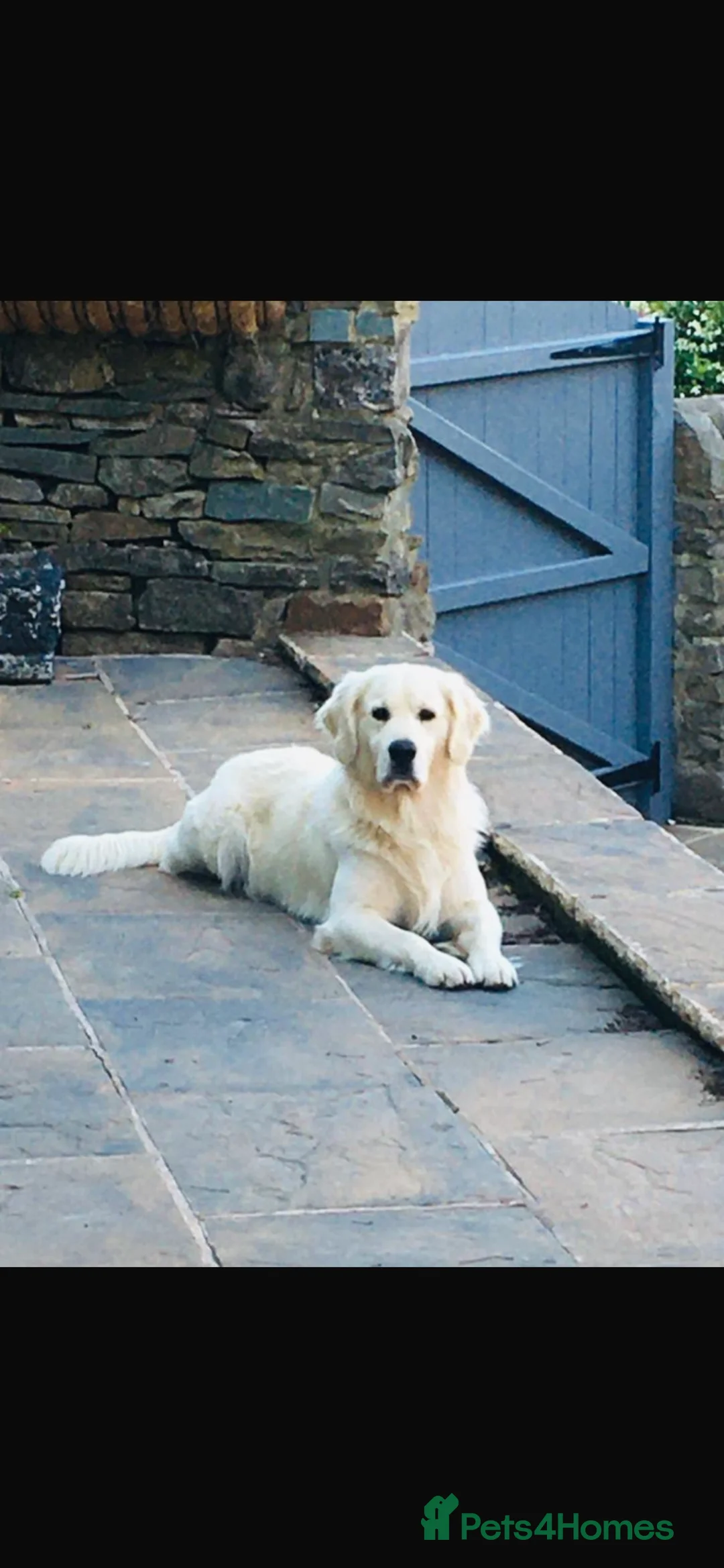 Golden Retriever dogs for sale: Kc Cream Golden retriever puppies, list open  - Advert 5