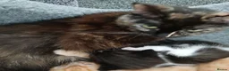 Mixed Breed cats for sale: Blended Ragdoll kittens - Advert 15