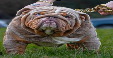 English Bulldog dogs - Advert 4