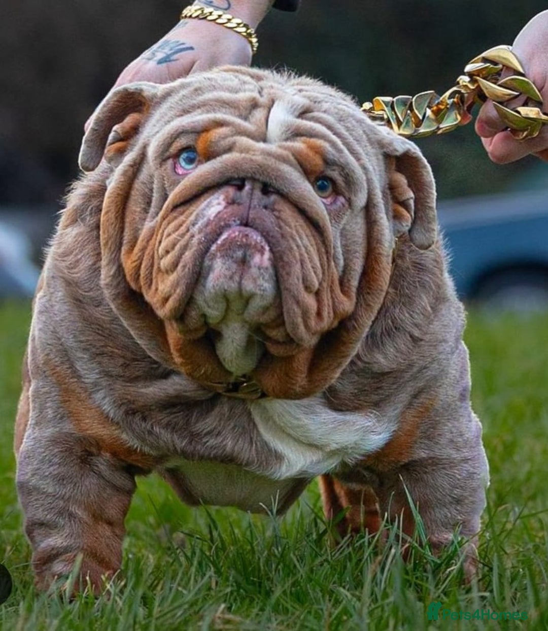 English Bulldog dogs for sale: HEALTHY HAPPY QUALITY PEDIGREE ENGLISH BULLDOG  - Image 2