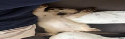 Siamese cats for sale: Smokey the Siamese - Advert 7