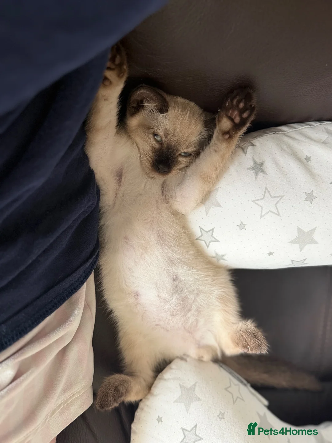 Siamese cats for sale: Smokey the Siamese - Advert 7