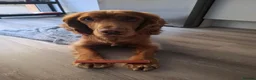 Cocker Spaniel dogs for stud: Cocker Spaniel stud - Advert 4