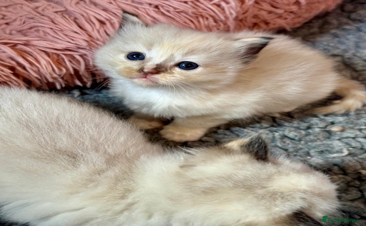 Ragdoll cats - Advert 9