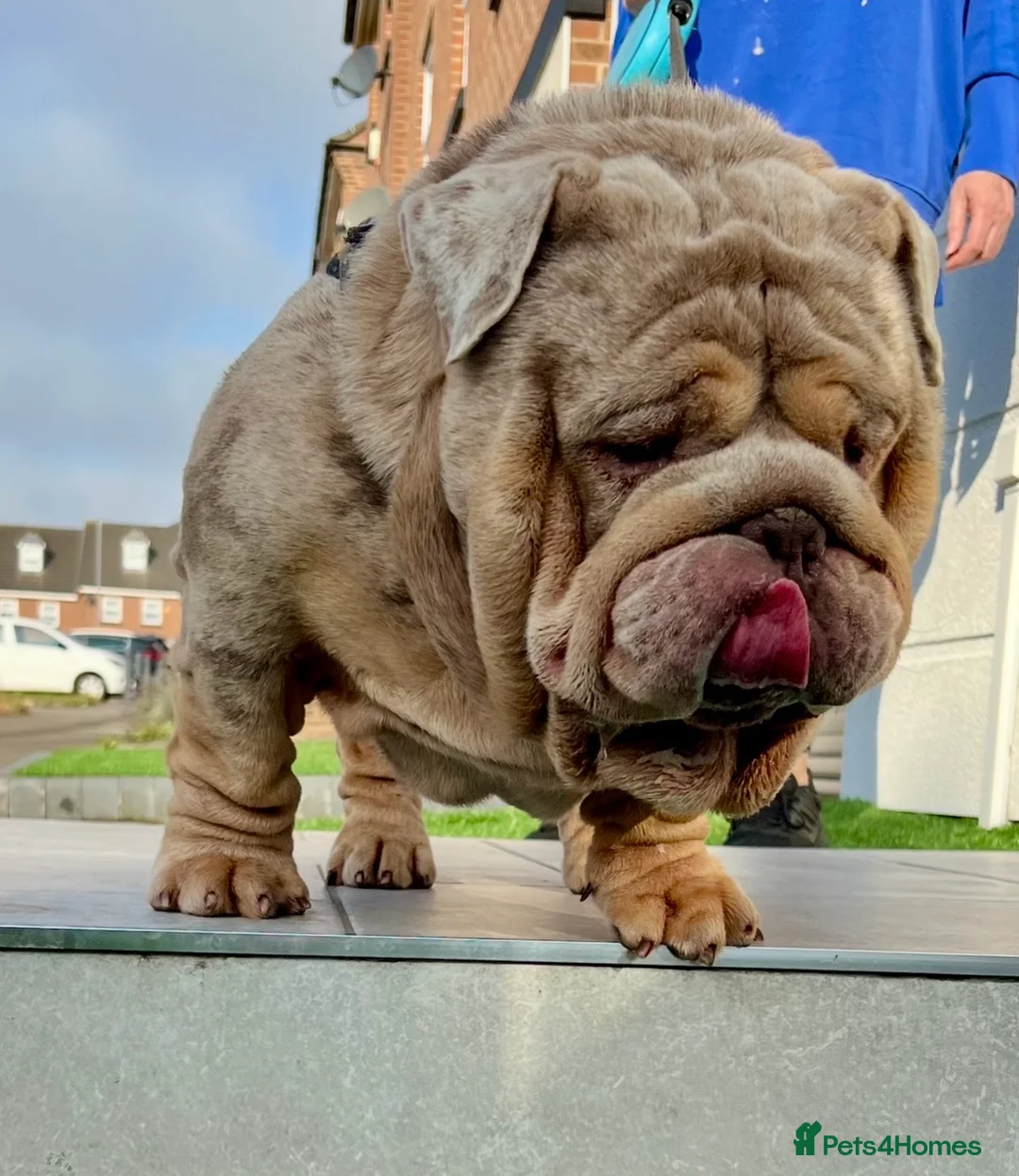 English Bulldog dogs for stud: Hellboy son of Mr Muscles  - Advert 5