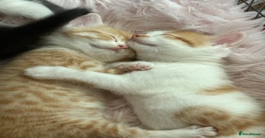 Scottish Fold cats - Advert 4