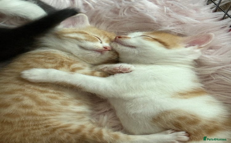 Scottish Fold cats - Advert 1