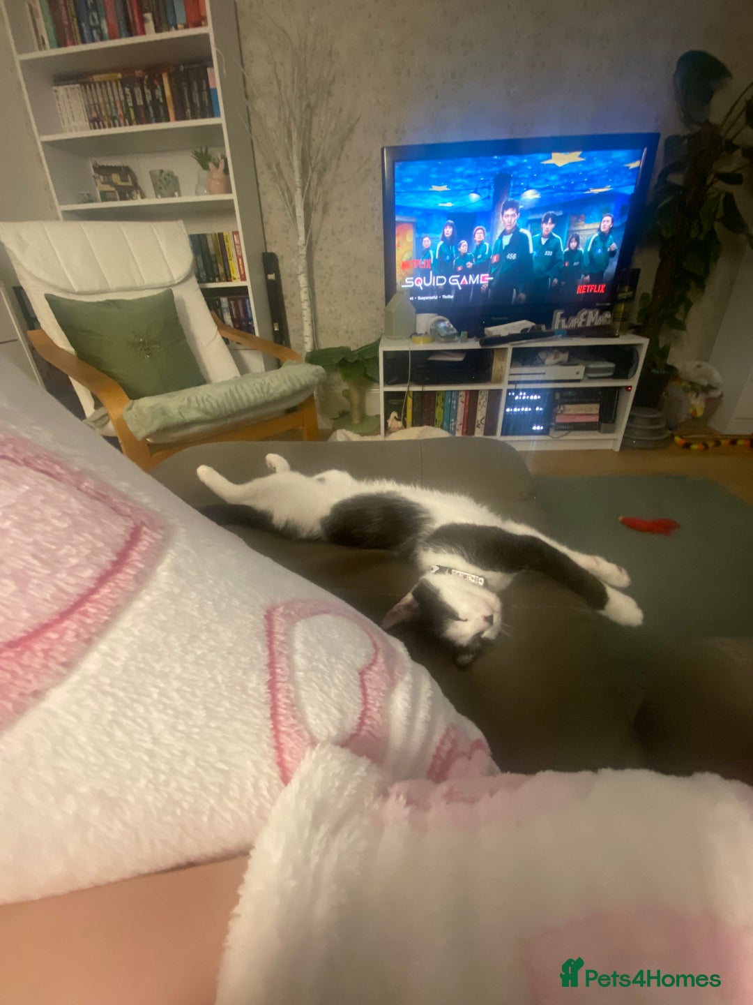 Domestic Shorthair cats for sale: 4/5 month kitten  - Advert 2