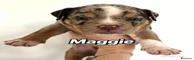 Maggie