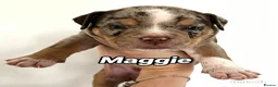 Mixed Breed dogs for sale: Exotic bullies - English bulldog x American bully - Advert 4