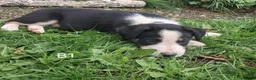 Border Collie dogs for sale: Adorable Puppies - Advert 18