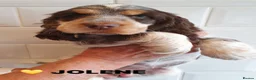 Cocker Spaniel dogs for sale: ONLY 1 STUNNING SHOW COCKER SPANIEL BOY LEFT !  - Advert 5