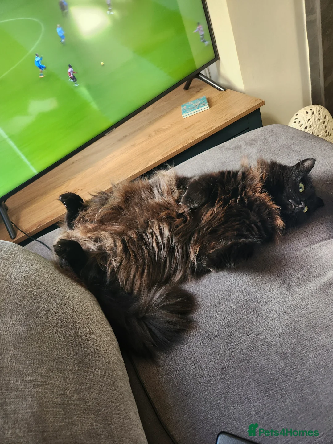 Mixed Breed cats for sale: Bonded pair, mother & son to be rehomed. - Advert 2