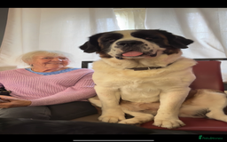 Saint Bernard dogs for sale: Saint Bernard puppies  - Image 31