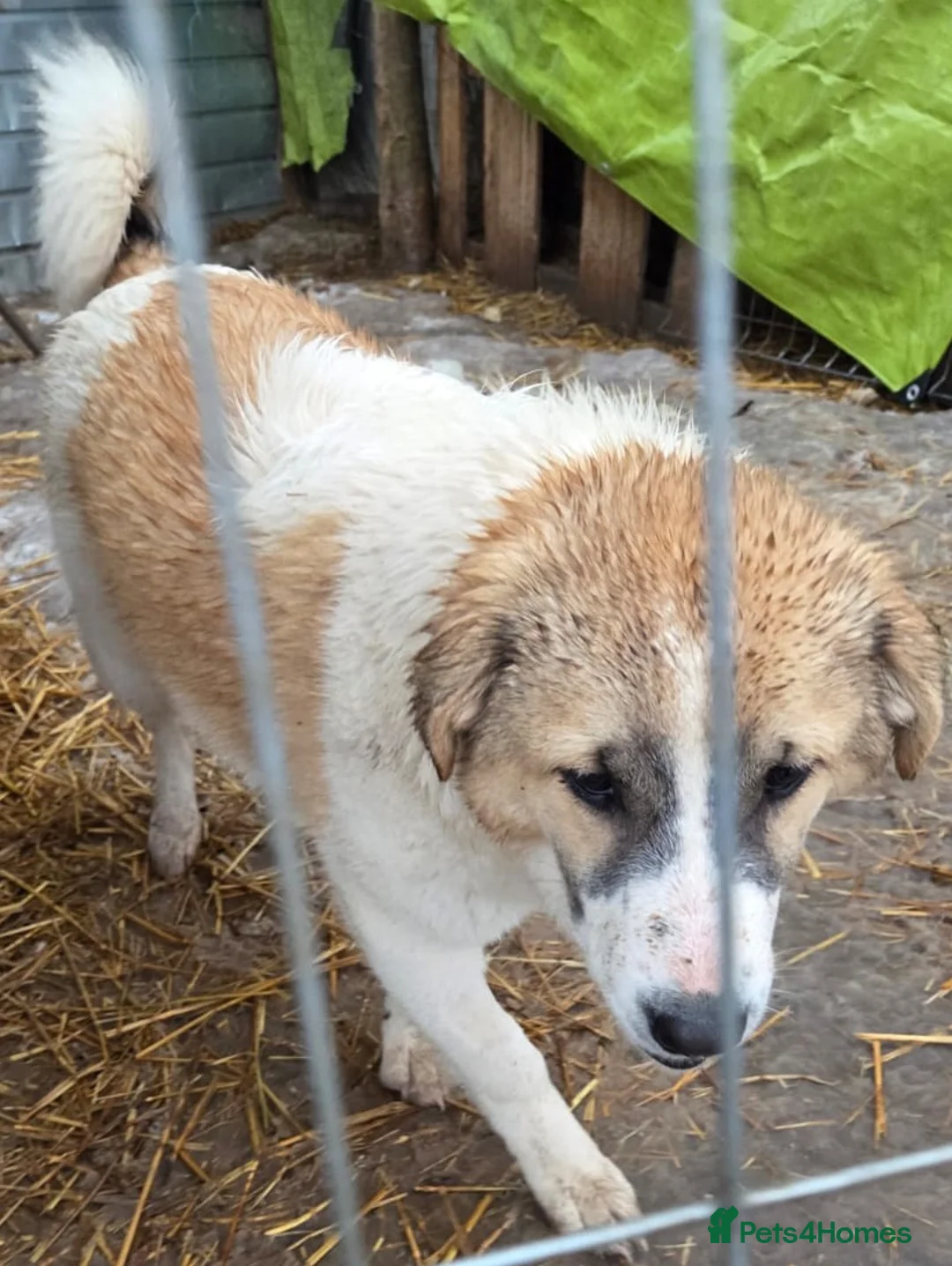 Mixed Breed dogs for adoption: LiA – Gentle, Observant & Full of Heart 💛🐾 - Advert 1