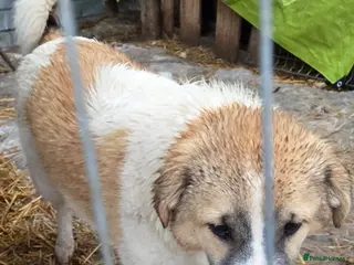 Mixed Breed dogs LiA – Gentle, Observant & Full of Heart 💛🐾 - Advert 2