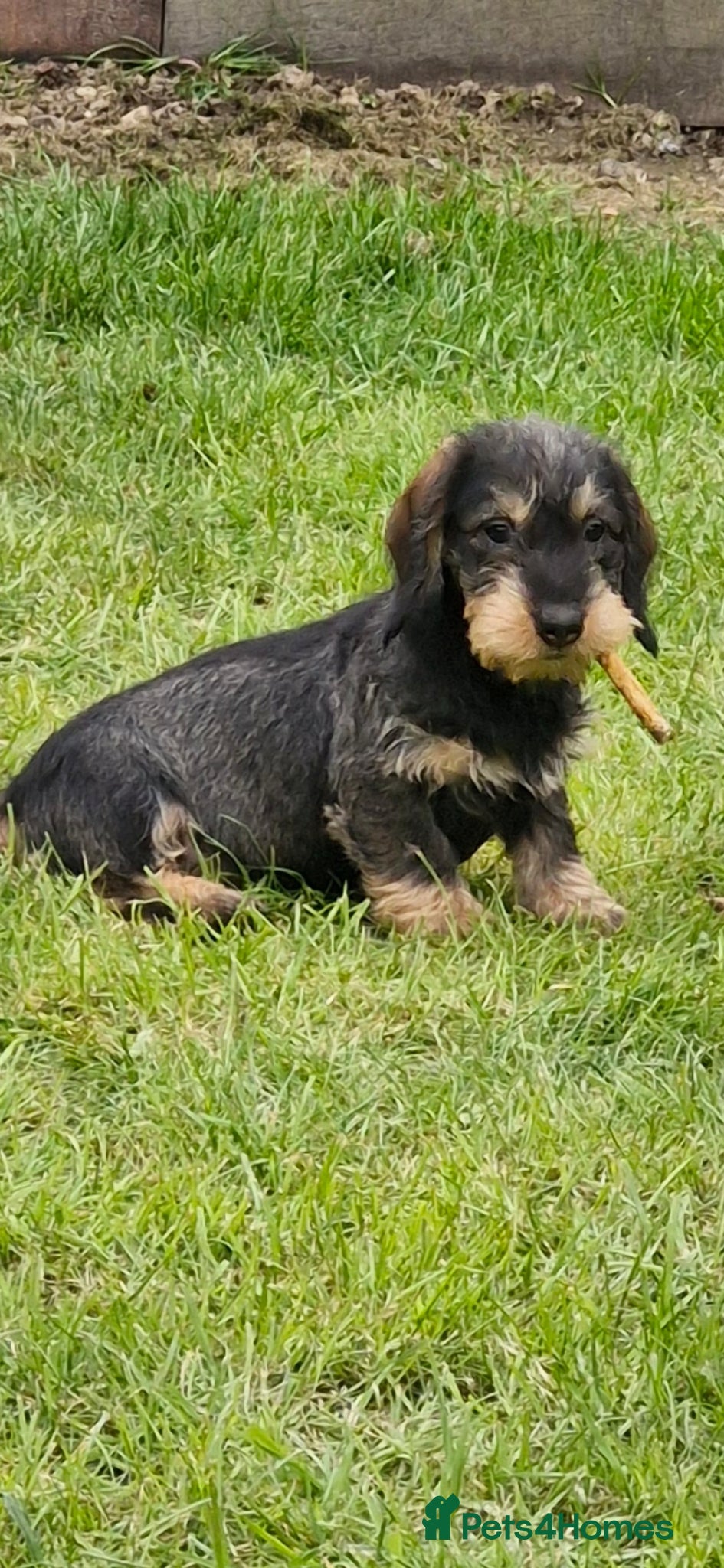 Dachshund dogs Adorable Wire Hair Dachshund / Teckel Puppies  - Advert 2