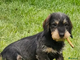 Dachshund dogs Adorable Wire Hair Dachshund / Teckel Puppies - Advert 2