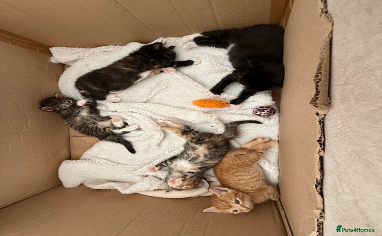 Mixed Breed cats - Advert 1