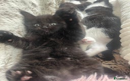 Ragdoll cats for sale: 3 Male Kittens Ragdoll X Turkish Angora  - Image 25
