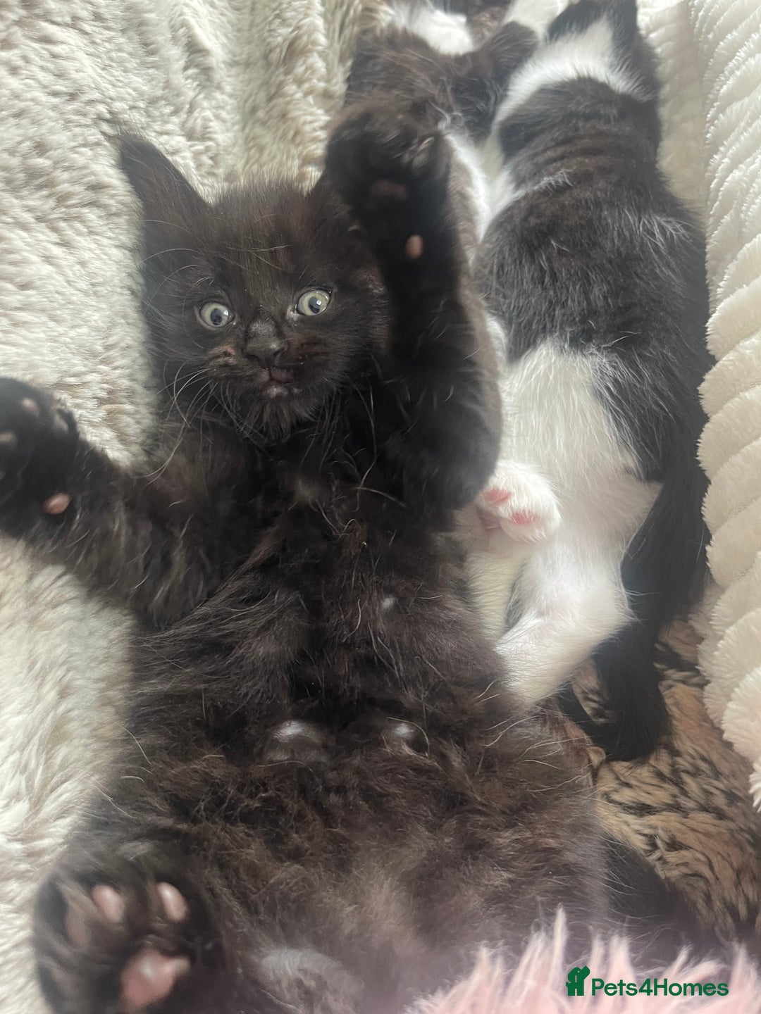 Ragdoll cats for sale: 3 Male Kittens Ragdoll X Turkish Angora  - Image 25