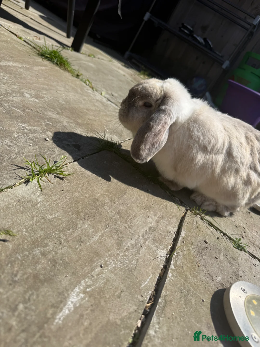 English Lop rabbits for sale: Rabbits for rehoming  in Skelmersdale - Advert 1