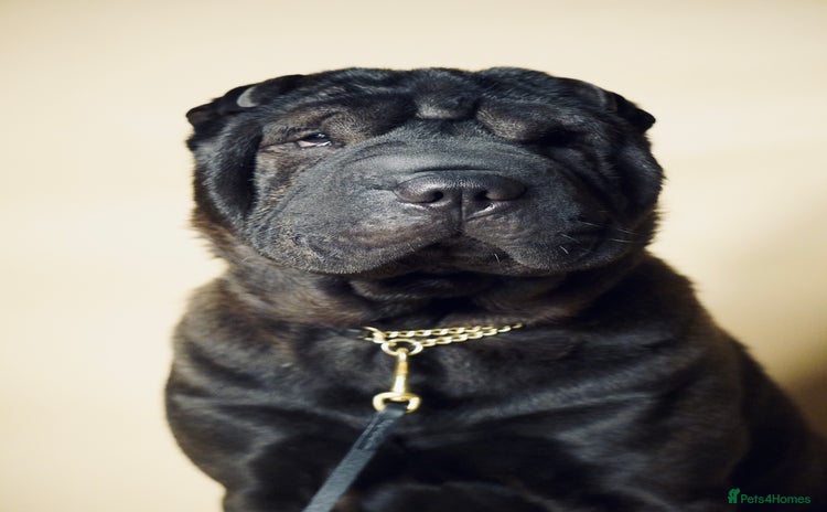 Shar Pei dogs - Advert 1