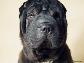 Shar Pei dogs - Advert 4