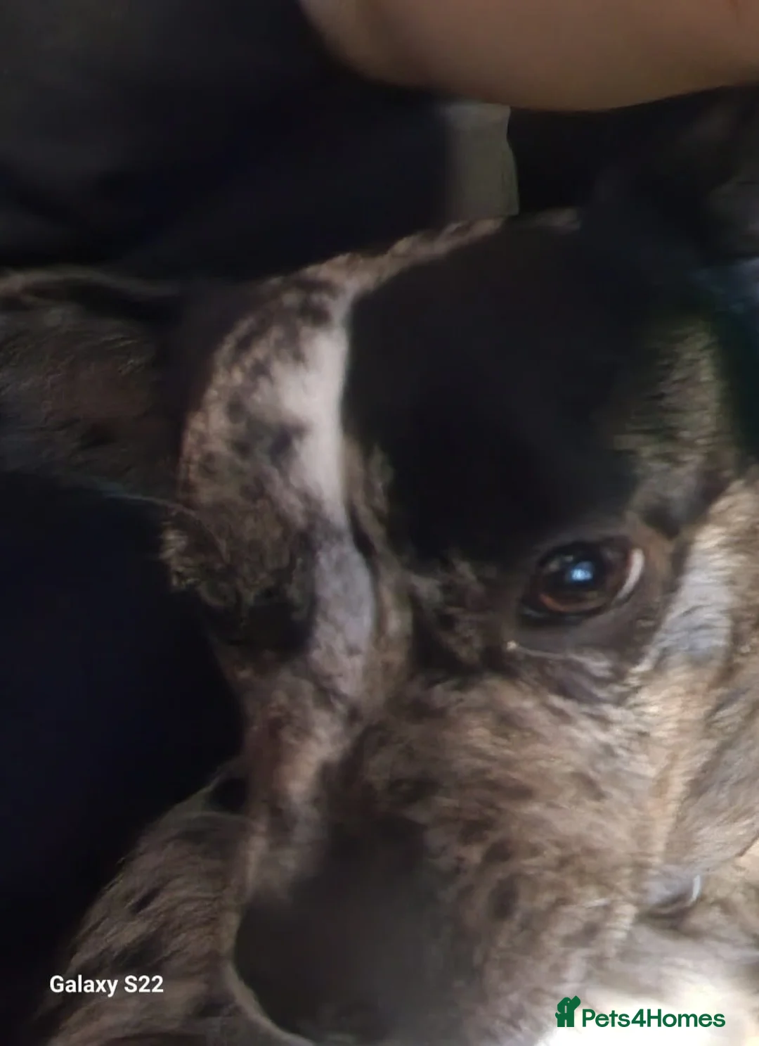 Mixed Breed dogs for sale: Frenchie cross female - Advert 3