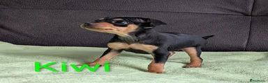 Kiwi