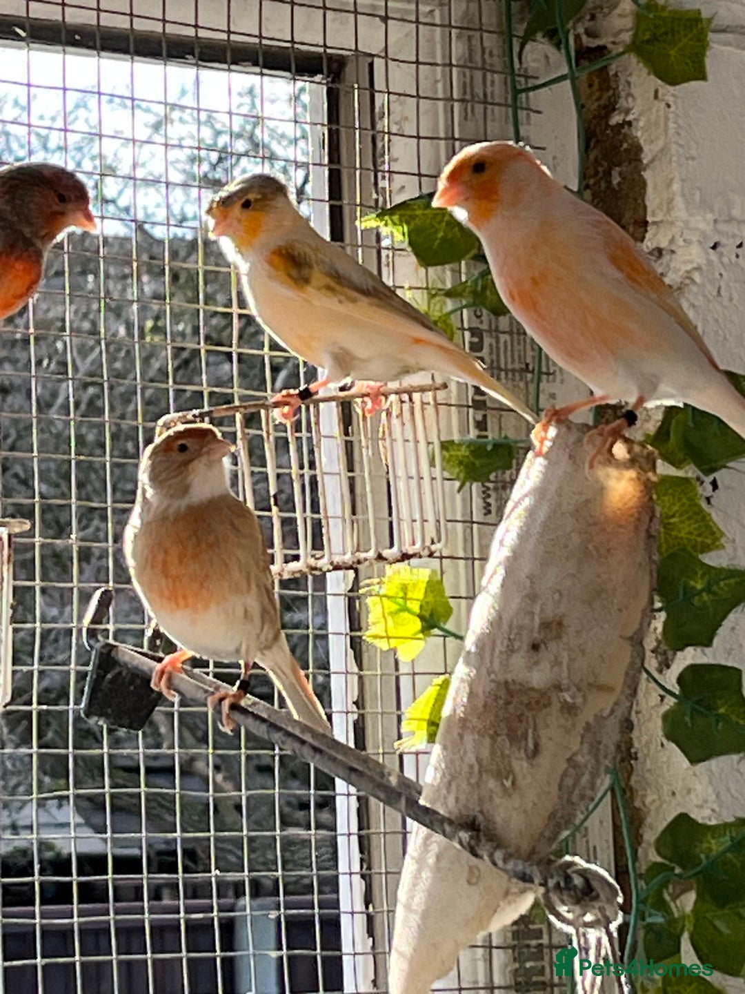 Canaries birds for sale: Canaries for sale - Image 1