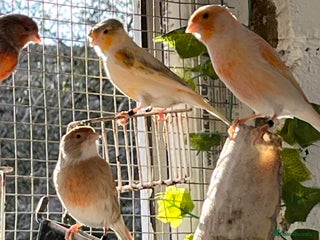 Canaries birds for sale - Advert 1