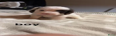 Mixed Breed 2