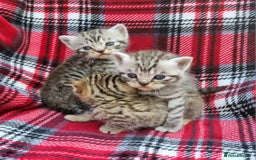 British Shorthair cats for sale: SILVER & GOLDEN SPOTTED BRITISH SHORTHAIR KITTENS  - Image 3