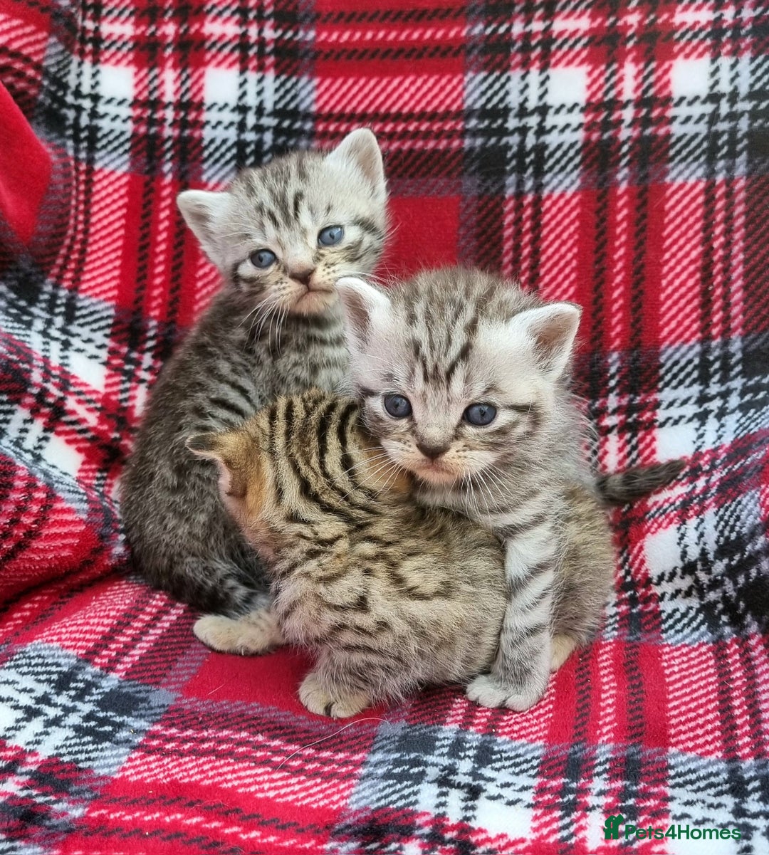 British Shorthair cats for sale: SILVER & GOLDEN SPOTTED BRITISH SHORTHAIR KITTENS  - Image 3