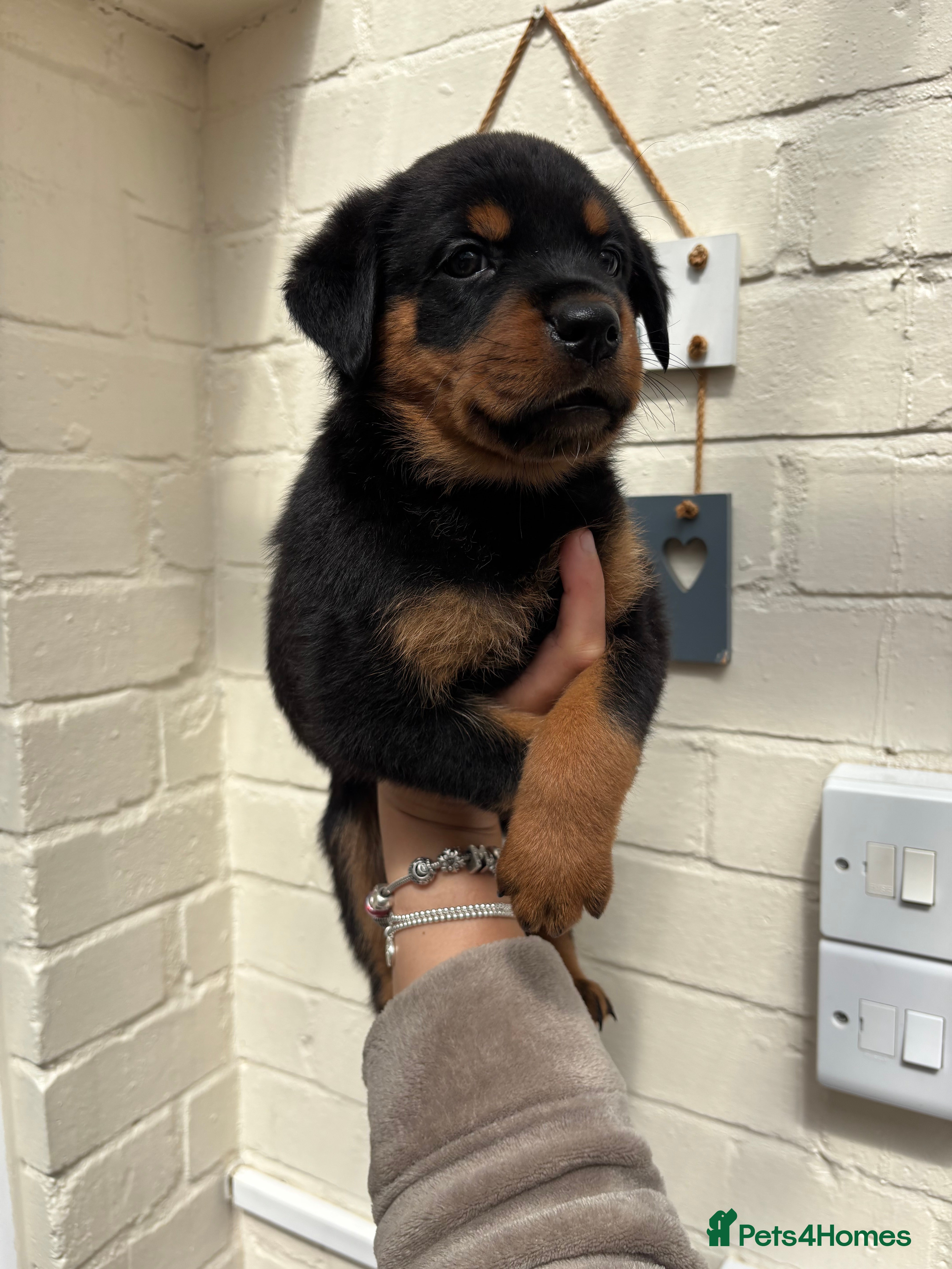 Rottweiler dogs 4 stunning Rottweiler pups available  - Advert 4