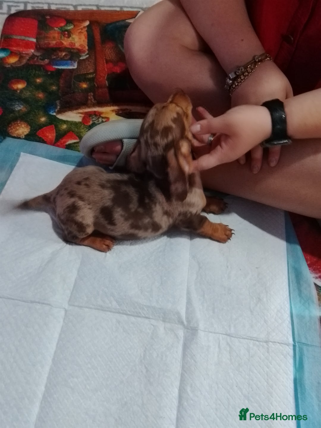 Mixed Breed dogs for sale: Jack dachshund  - Advert 2