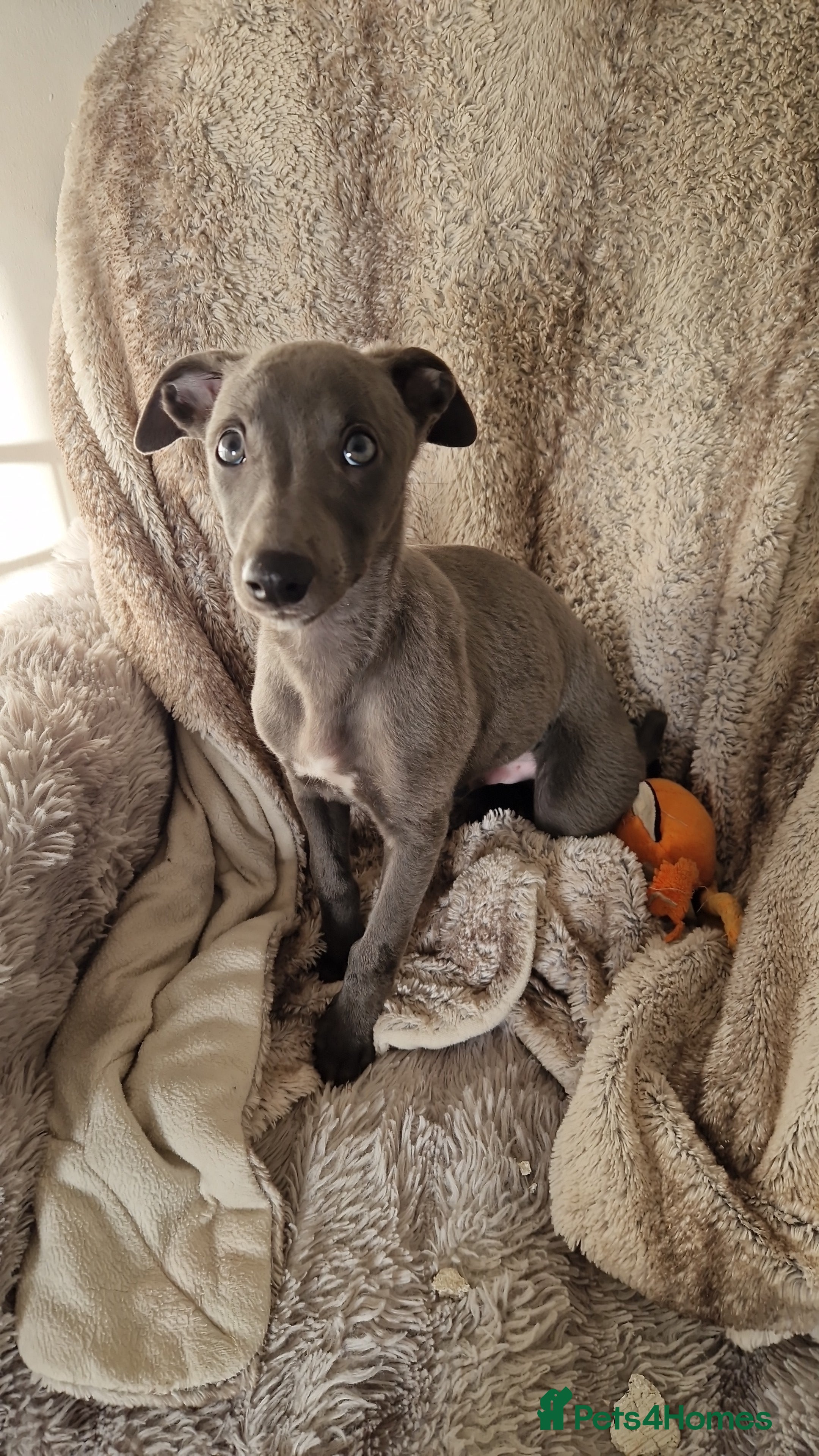 Whippet dogs Heart Tested Blue Male Whippet Pup. - Advert 1