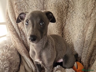 Whippet dogs Heart Tested Blue Male Whippet Pup. - Advert 1