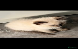 Ragdoll cats for sale: Male Ragdoll Kitten - Image 6