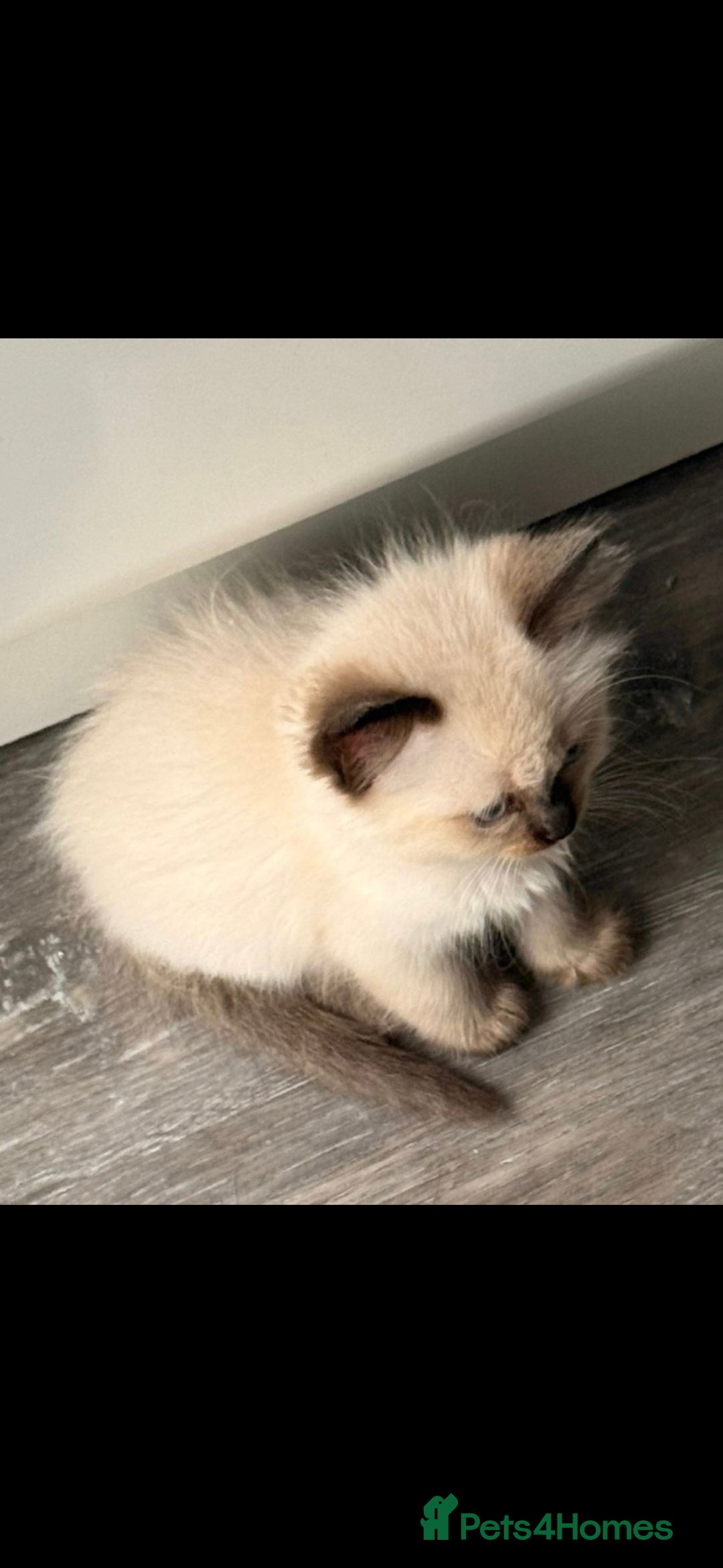 Ragdoll cats for sale: Male Ragdoll Kitten - Image 6