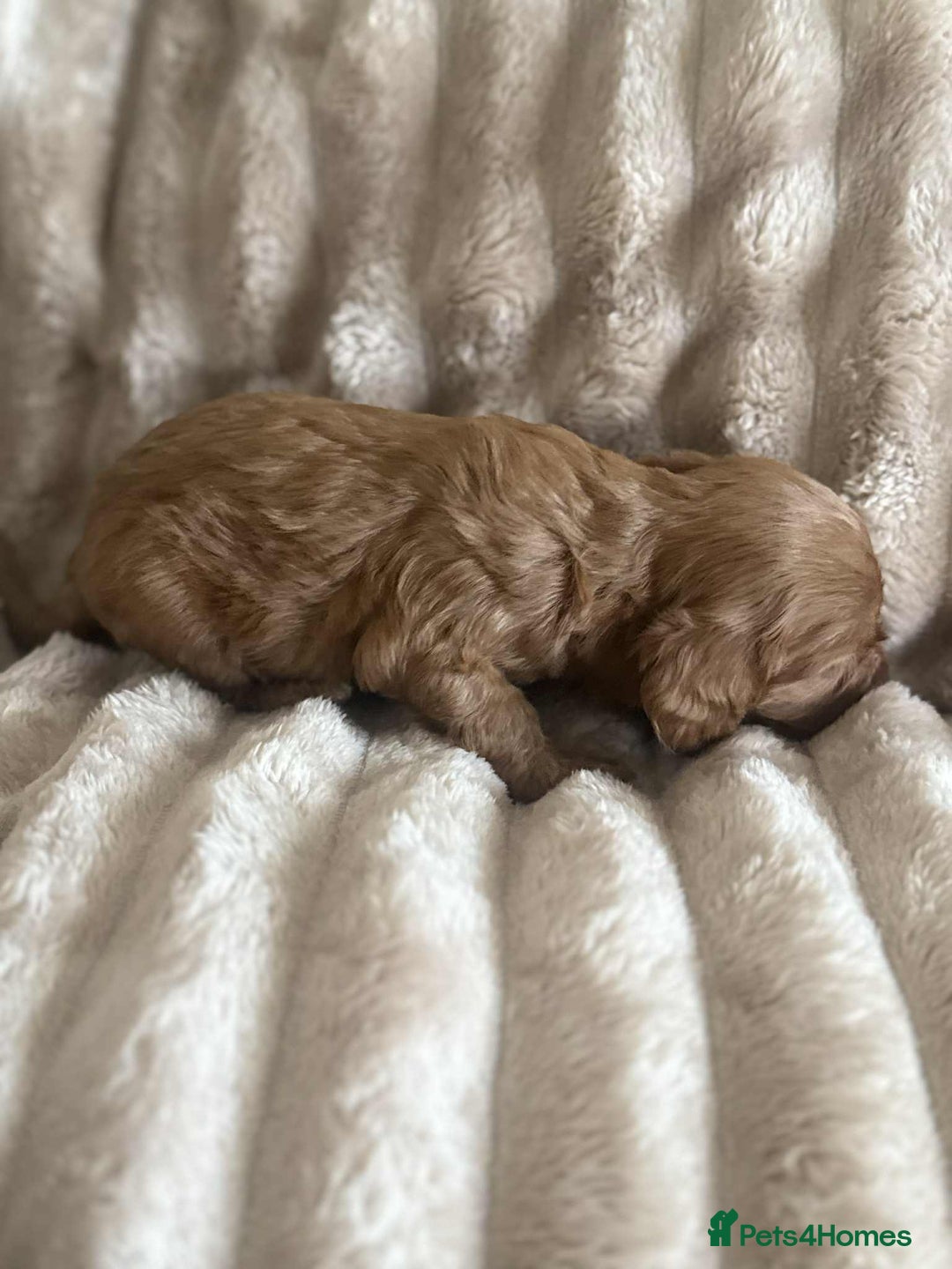 Cockapoo dogs for sale: Cockapoo F1B STUNNING COLOURS 4 available - Advert 13