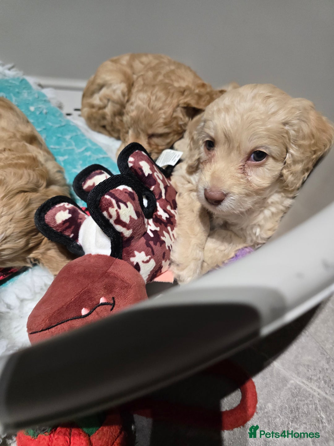 Cockapoo dogs for sale: F1 cockapoo puppies - extensive health tests - Advert 9