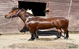 Dartmoor horses for sale: STUBBY, companion or project, Dartmoor cross  - Image 2