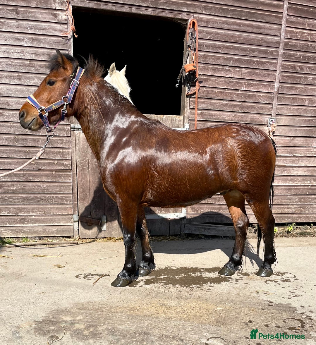 Dartmoor horses for sale: STUBBY, companion or project, Dartmoor cross  - Image 2