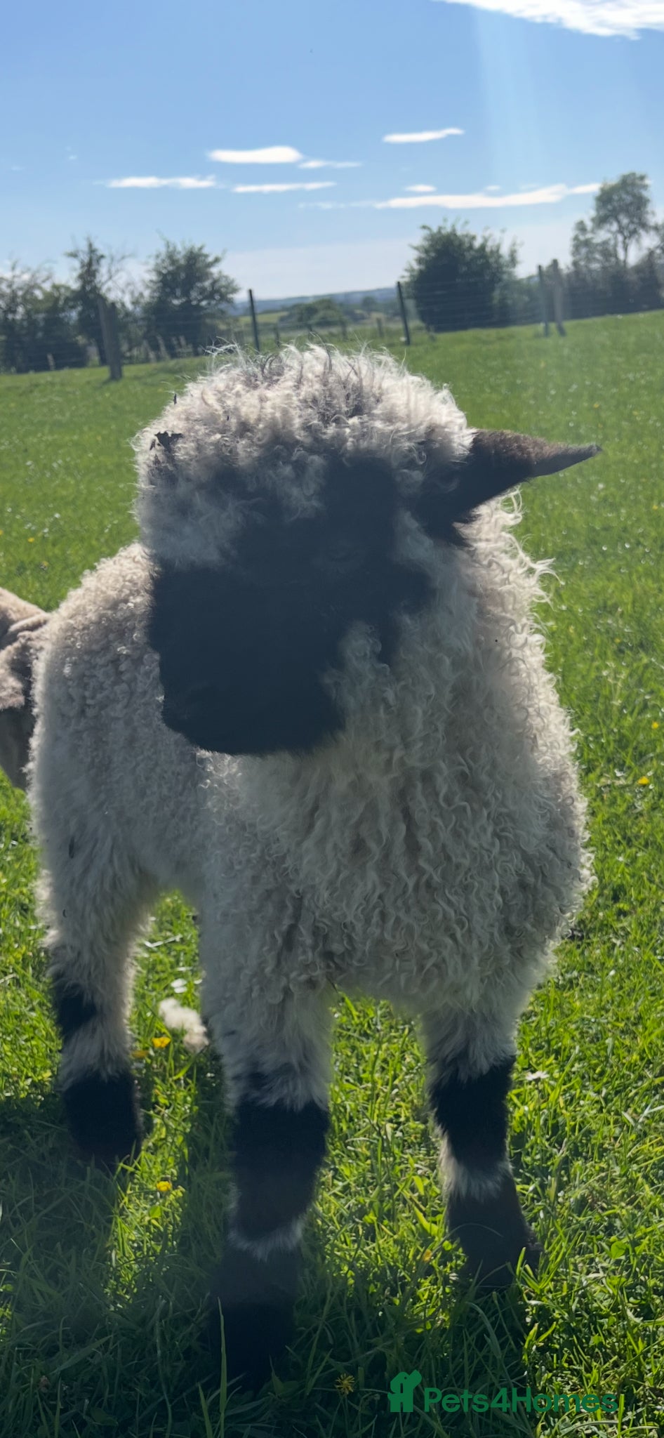 Sheep livestock for sale: Sheep Valais 3/4 Eric and Ernie Castrated boys - Advert 2