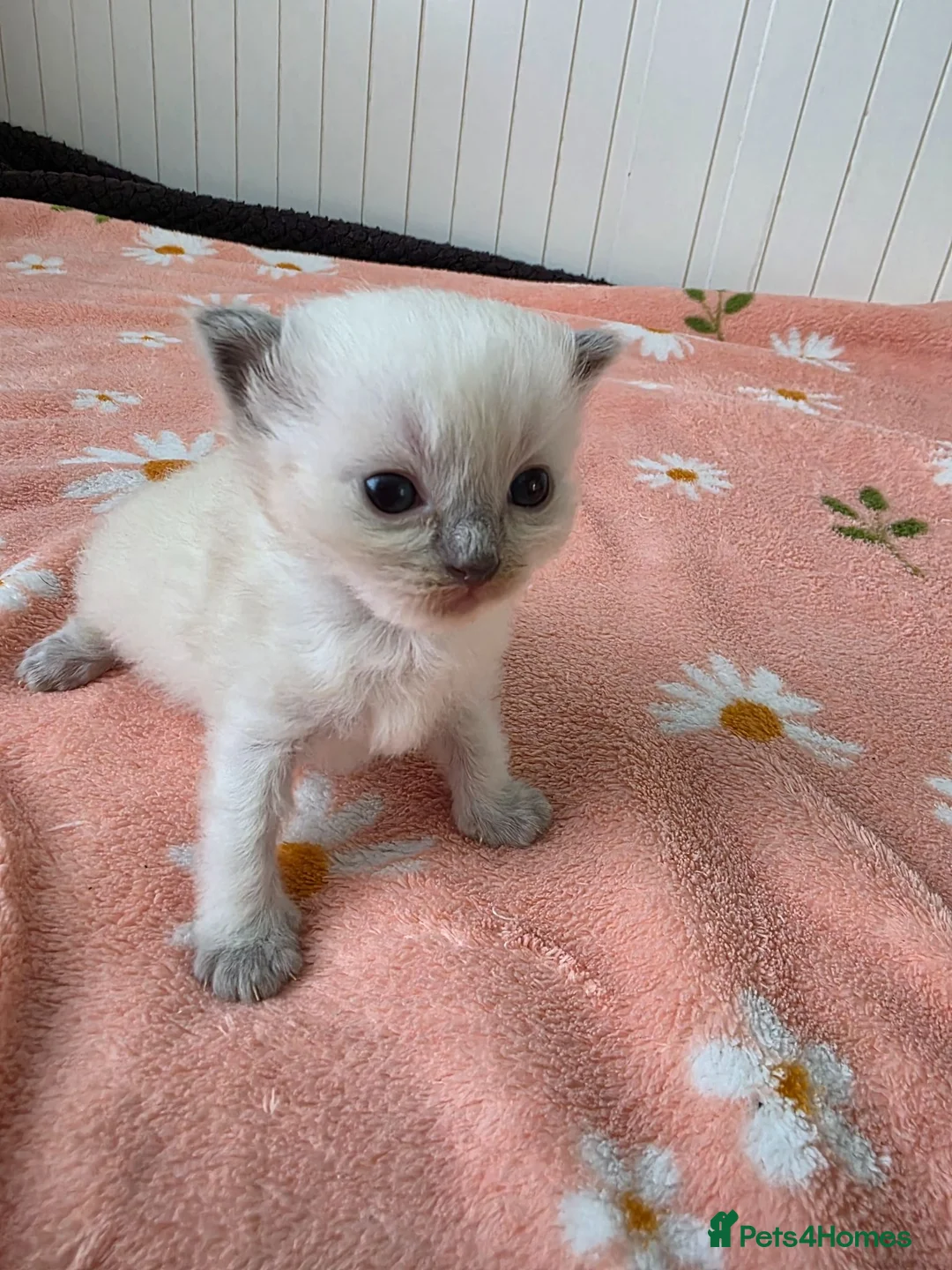 Ragdoll cats for sale: Ragdolls kittens. - Advert 2