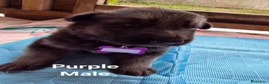 Purple Collar